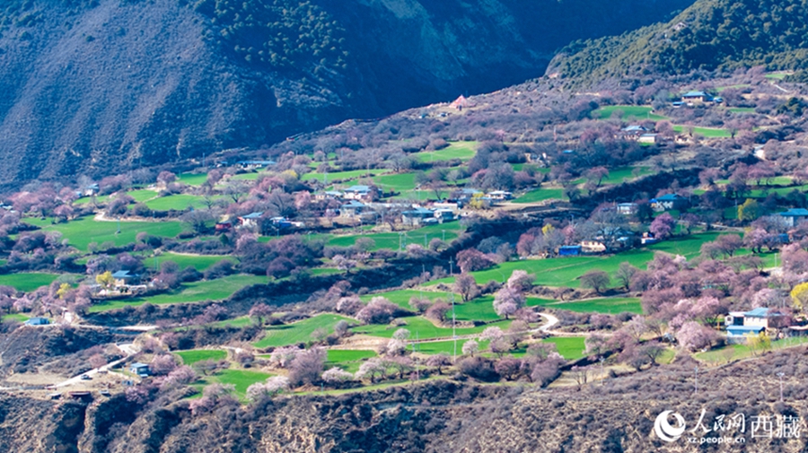In pics: Picturesque scenery of peach blossoms in Nyingchi, SW China's Xizang