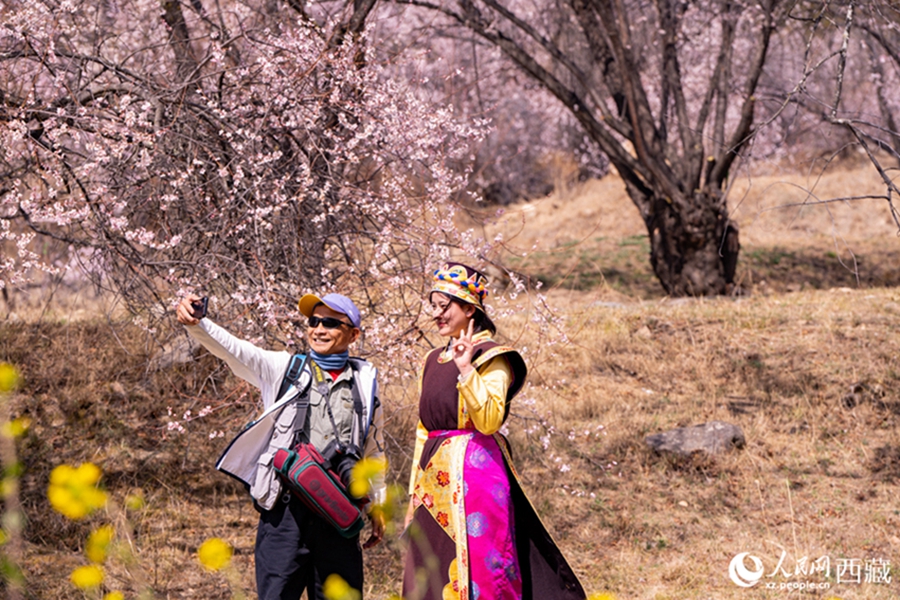 In pics: Picturesque scenery of peach blossoms in Nyingchi, SW China's Xizang