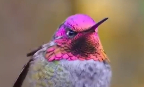 The secret behind this hummingbird's dazzling color change