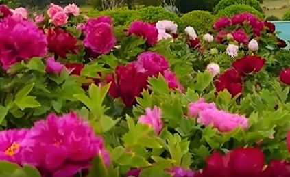 Trending in China | Luoyang's blooming peony paradise