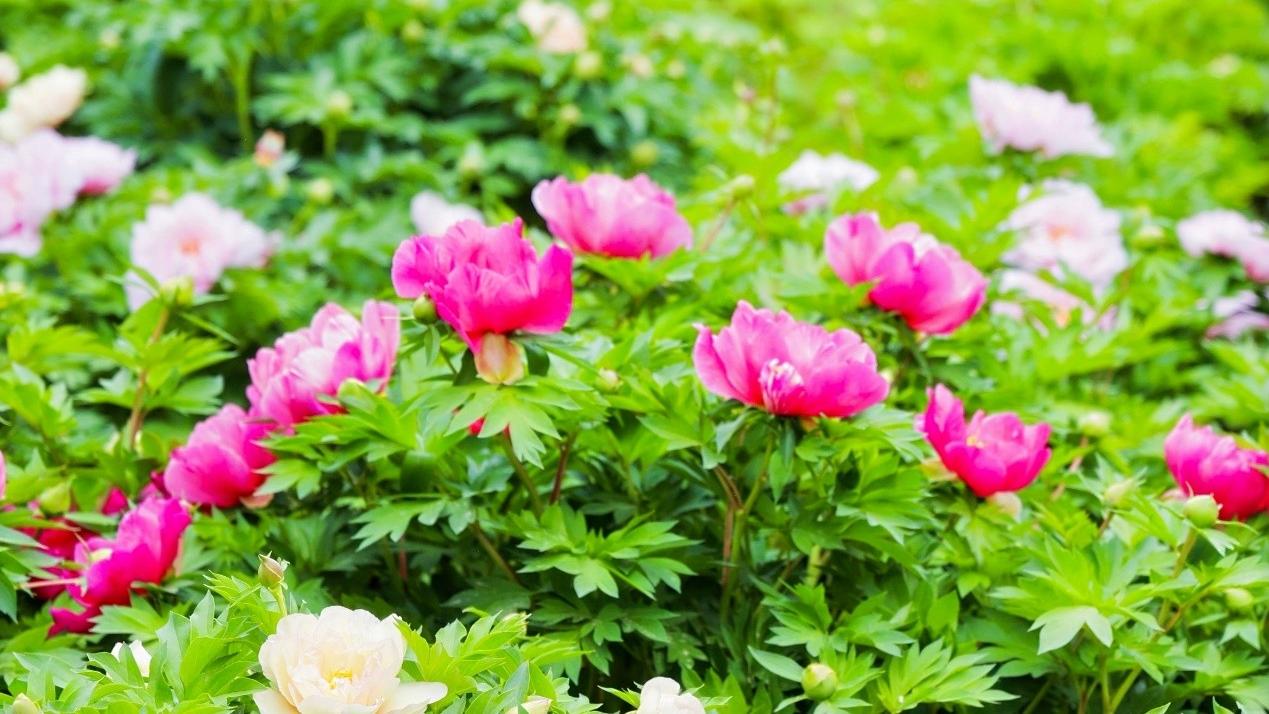 Eurasian journalists tour National Peony Garden in C China's Luoyang