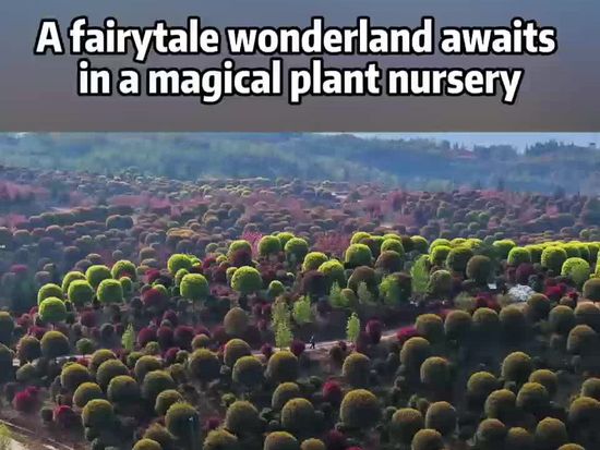 A fairytale wonderland awaits in a magical plant nursery