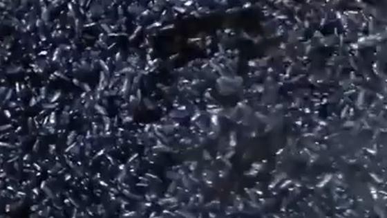 Trending in China | A thousand-year heritage: Wufan of the She ethnic group