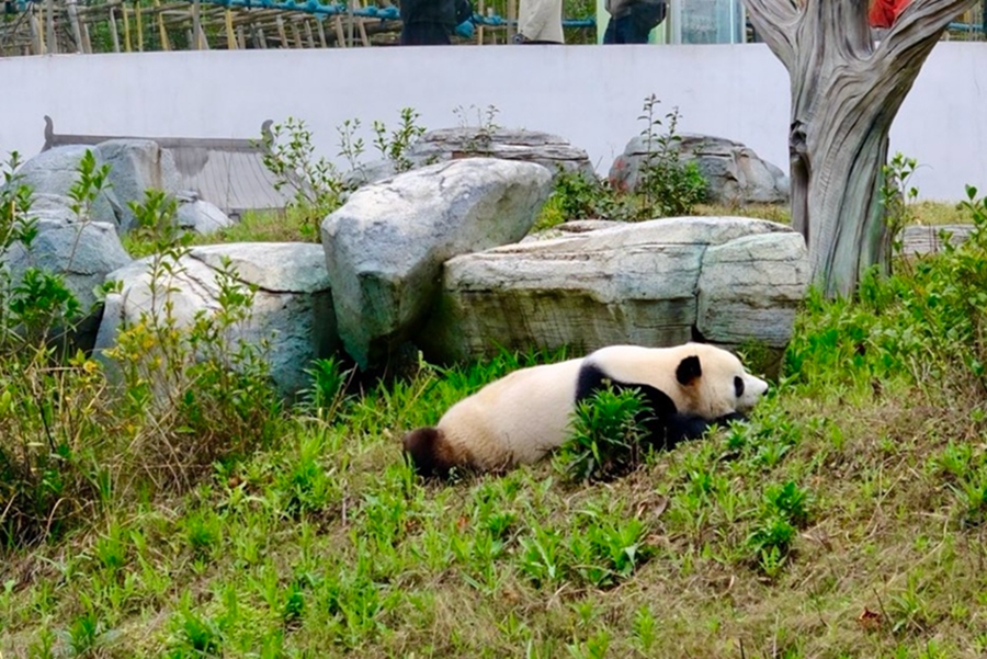 Giant pandas have a good time at Yueyang Zhonghua Giant Panda Garden in C China's Hunan
