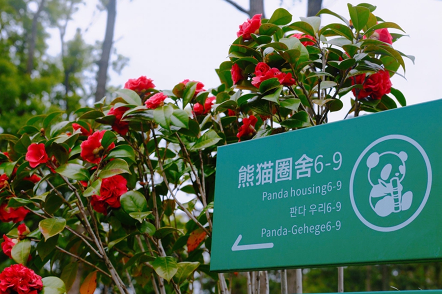 Giant pandas have a good time at Yueyang Zhonghua Giant Panda Garden in C China's Hunan