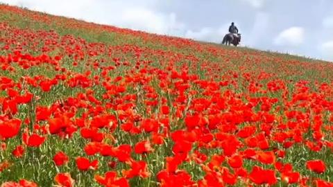A galaxy of scarlet poppies