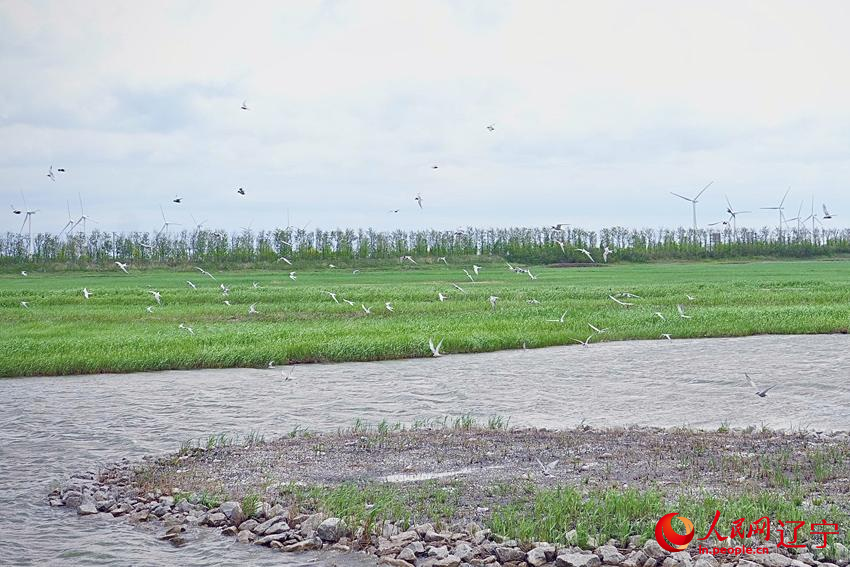 Daling River estuary in NE China's Liaoning home to nearly 100 bird species