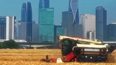 Nature meets city life in Hangzhou's harvest season