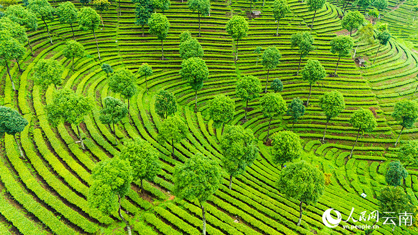 In pics: Aerial view reveals fingerprint-like tea terraces in SW China's Yunnan