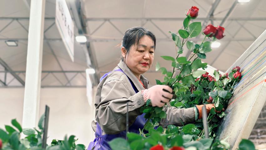Fresh-cut flowers boost farmers' incomes in SW China's Yunnan