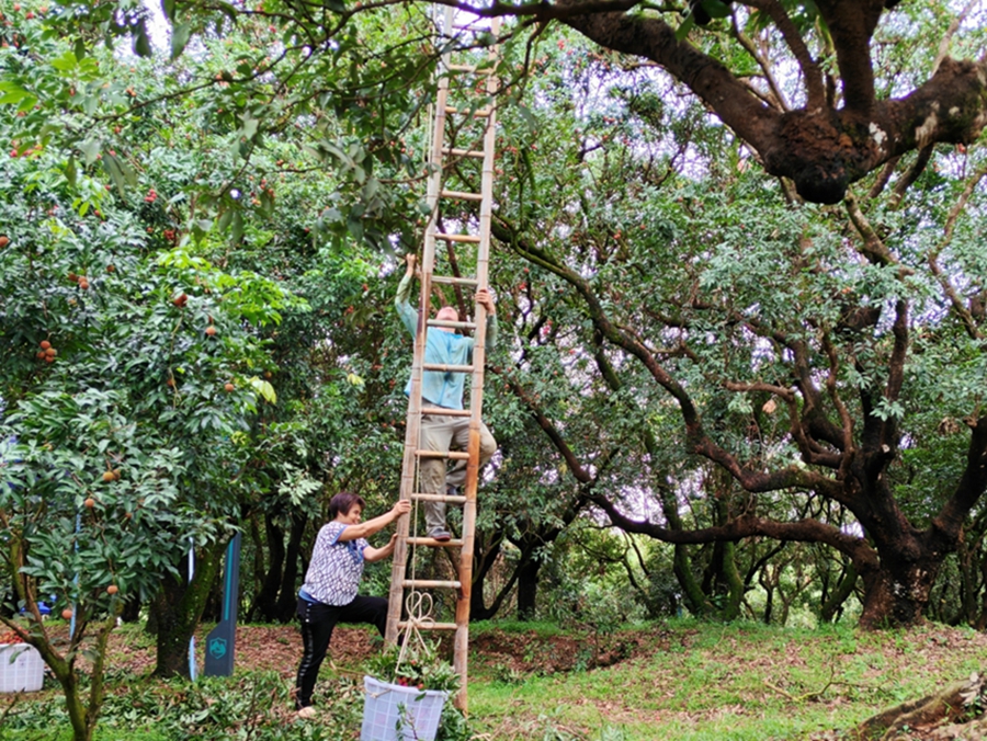 Farmers embrace bumper lychee harvest in Maoming, S China's Guangdong