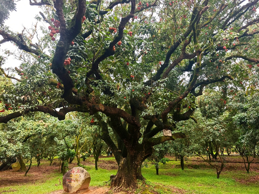 Farmers embrace bumper lychee harvest in Maoming, S China's Guangdong