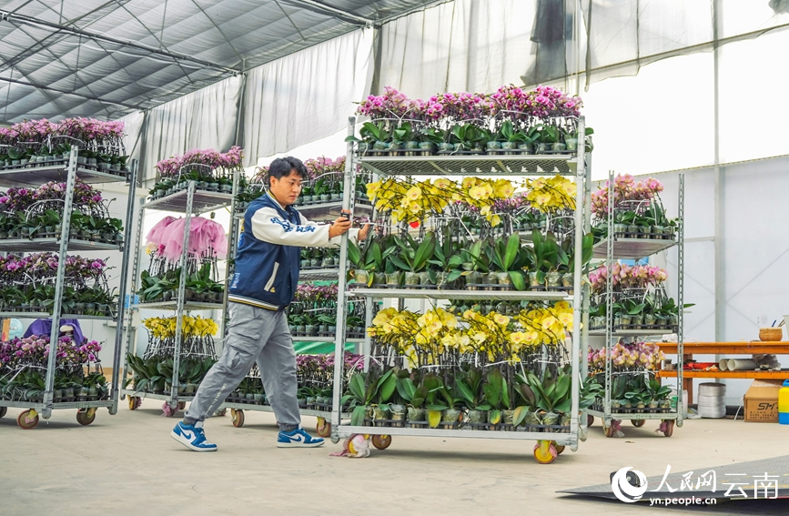 In pics: Flower industry thrives in Yuxi, SW China's Yunnan