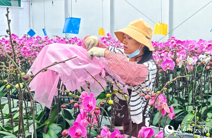In pics: Flower industry thrives in Yuxi, SW China's Yunnan