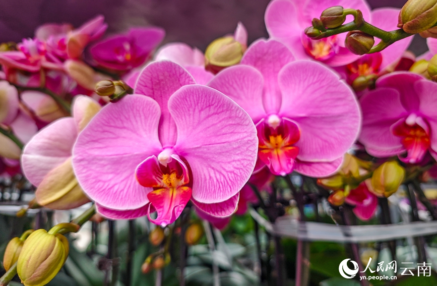 In pics: Flower industry thrives in Yuxi, SW China's Yunnan