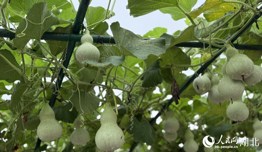 Over 3,000 agricultural innovation achievements on display in Wuhan, C China's Hubei