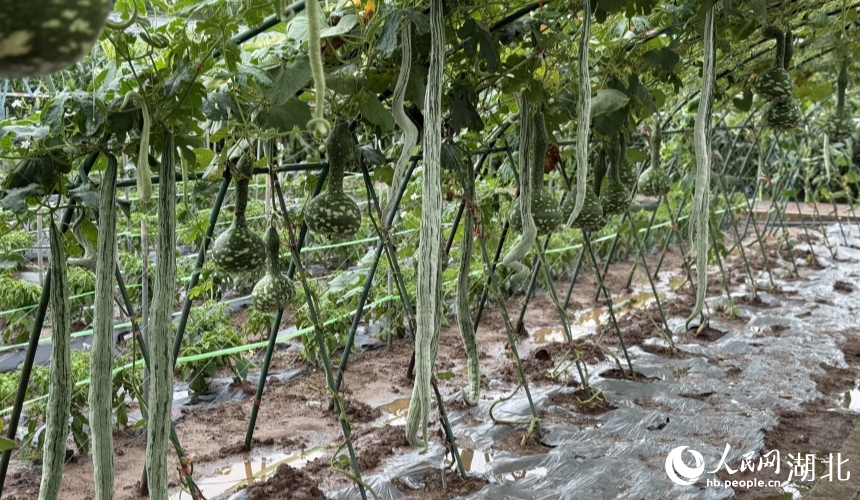 Over 3,000 agricultural innovation achievements on display in Wuhan, C China's Hubei