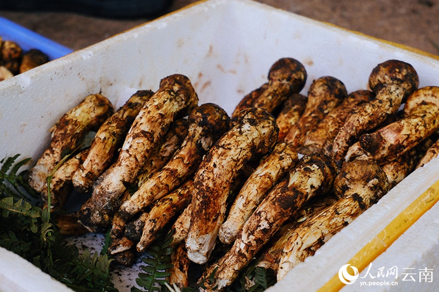 Wild mushrooms hit the market in SW China's Yunnan