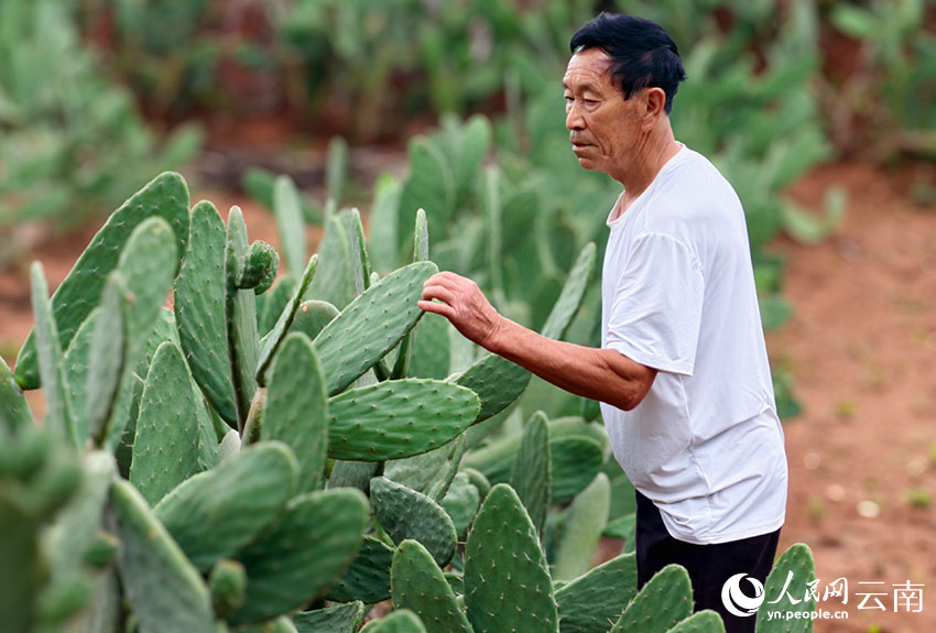 Cactus turns barren hills into green wealth