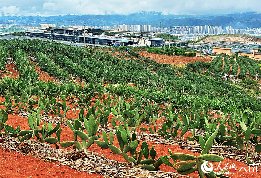 Cactus turns barren hills into green wealth