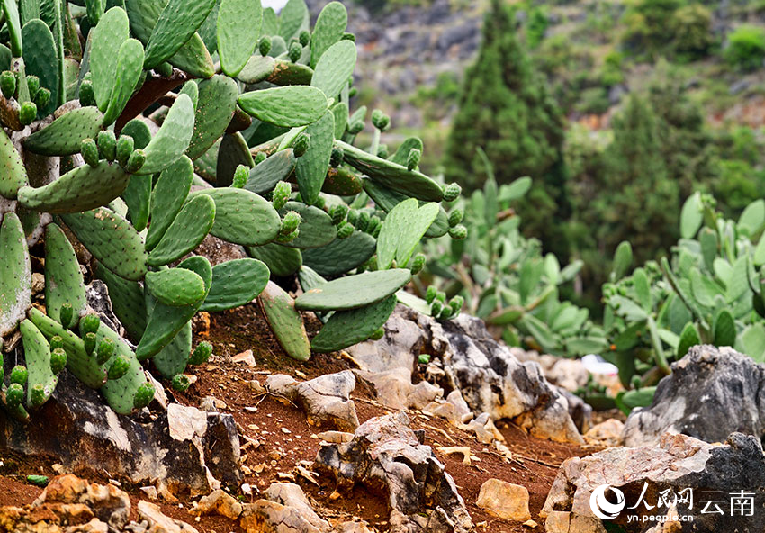 Cactus turns barren hills into green wealth