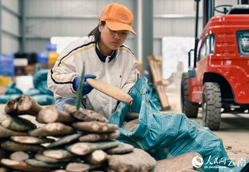 Cactus turns barren hills into green wealth