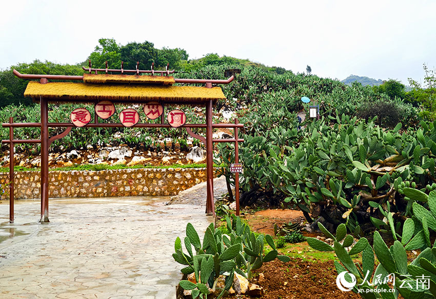 Cactus turns barren hills into green wealth