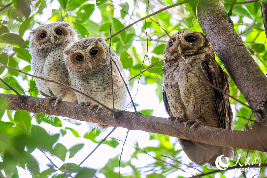 Collared scops owls spotted in Xiamen, SE China's Fujian