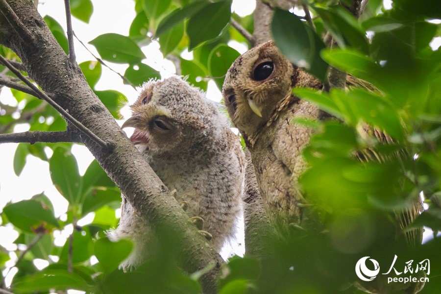 Collared scops owls spotted in Xiamen, SE China's Fujian