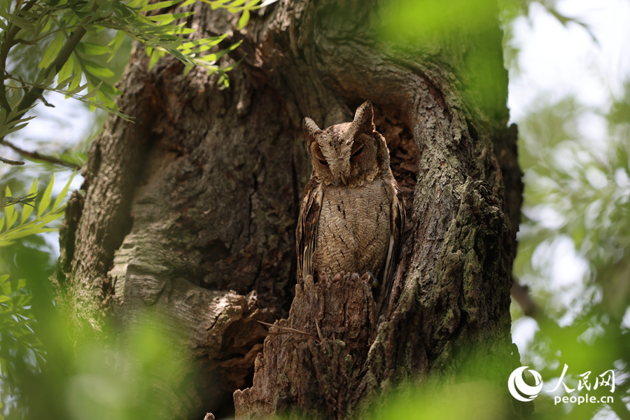 Collared scops owls spotted in Xiamen, SE China's Fujian