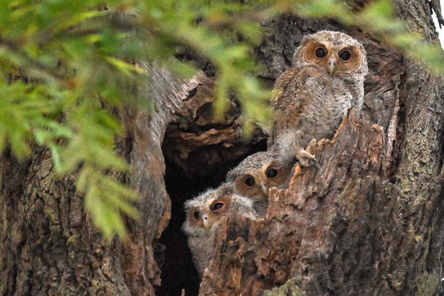 Collared scops owls spotted in Xiamen, SE China's Fujian