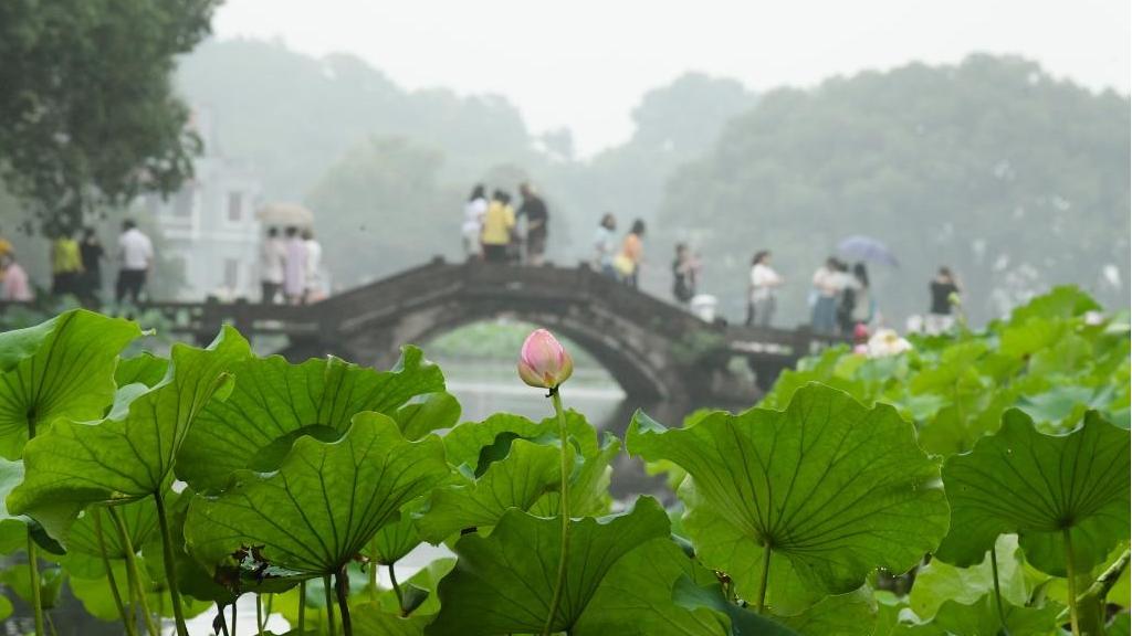 Lotuses in West Lake start to bloom