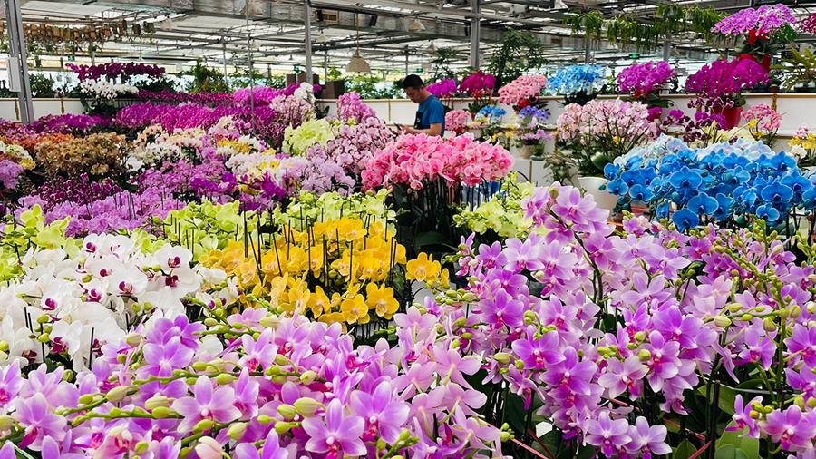 Beijing Flower Trading Center blooms into economic, cultural hub
