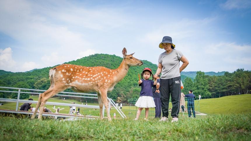 In pics: Deer park in NE China's Heilongjiang attracts visitors