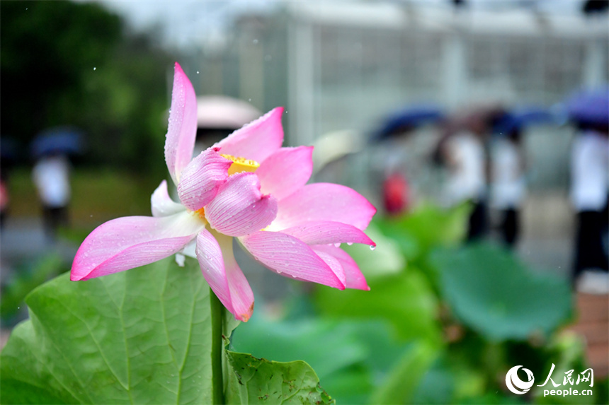 Over 500 varieties of lotus bloom in expo park in E China's Jiangxi