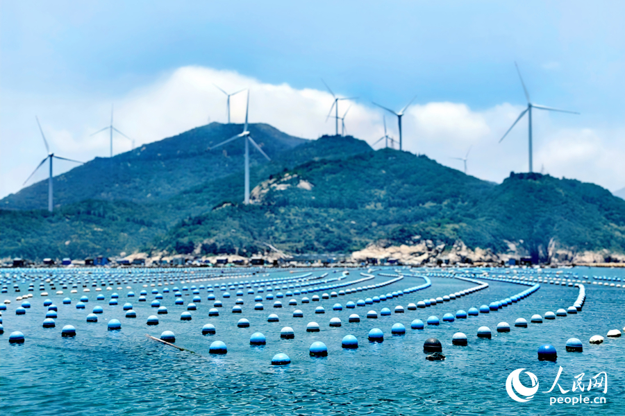 Abalone industry thrives in Lianjiang county, SE China's Fujian