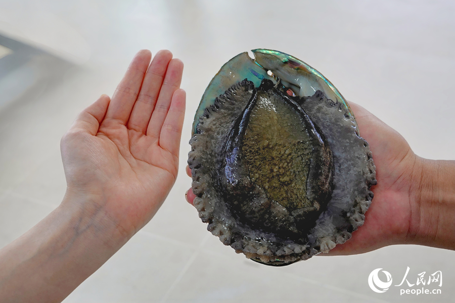 Abalone industry thrives in Lianjiang county, SE China's Fujian