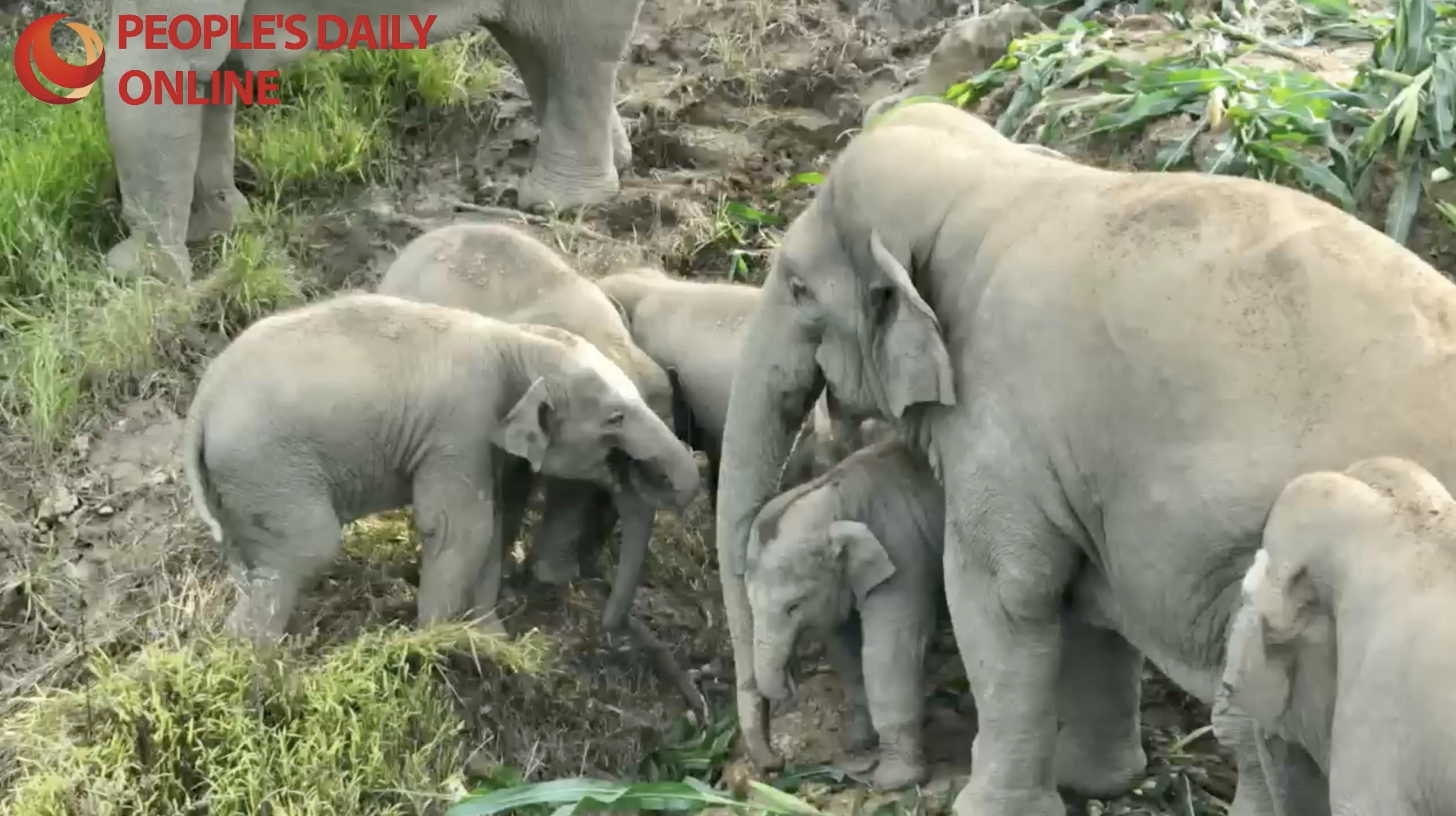 Asian elephant herds forage together in Yunnan, SW China