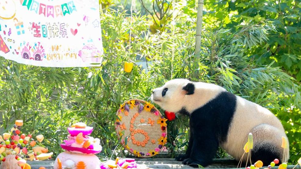 Birthday of giant pandas celebrated in Sichuan