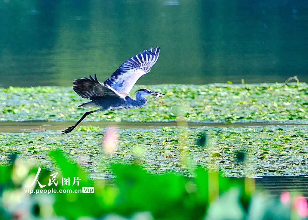 Ecology in action: Beijing's Changping district home to a variety of bird species