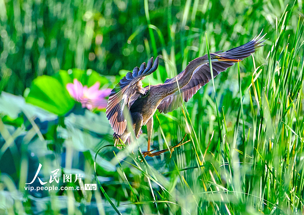 Ecology in action: Beijing's Changping district home to a variety of bird species