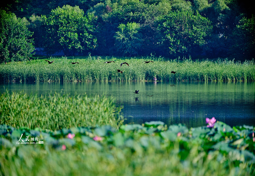 Ecology in action: Beijing's Changping district home to a variety of bird species
