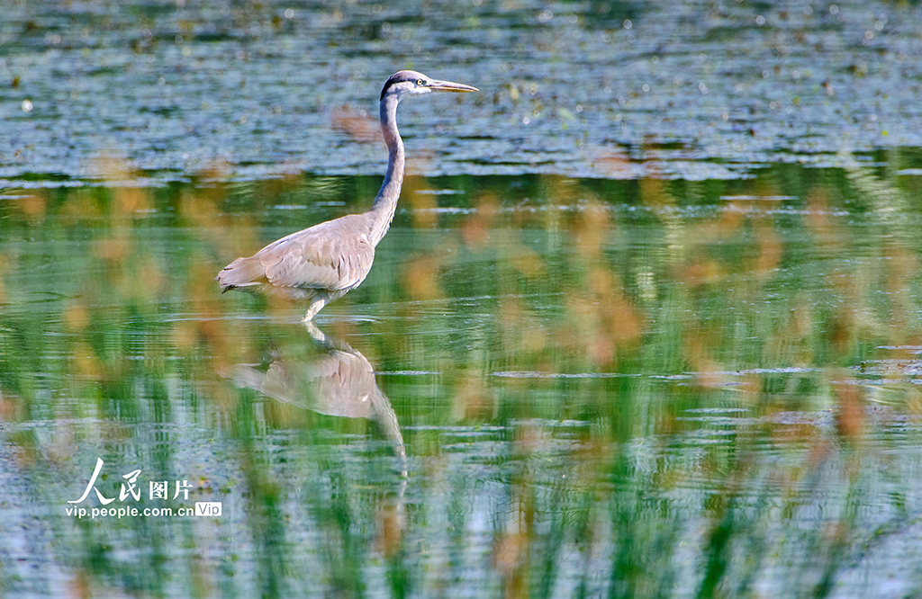 Ecology in action: Beijing's Changping district home to a variety of bird species