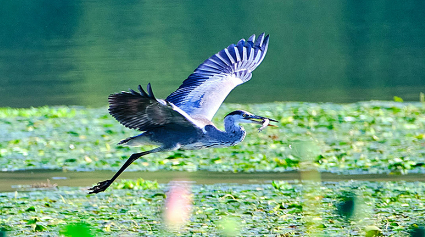 Ecology in action: Beijing's Changping district home to a variety of bird species