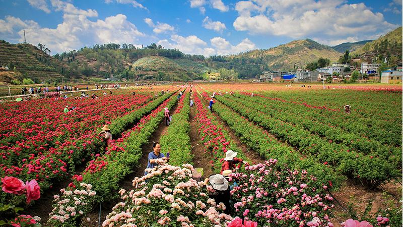Flower industry thrives in county in SW China's Yunnan