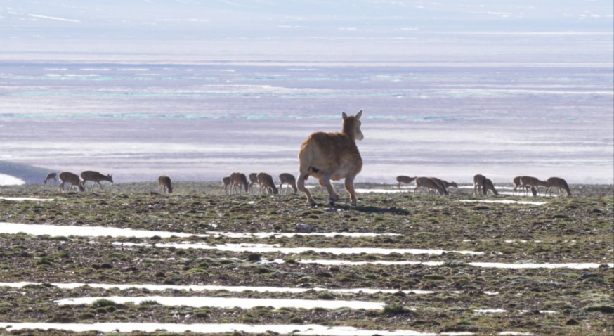 1155930e0797a68a605330886127a395