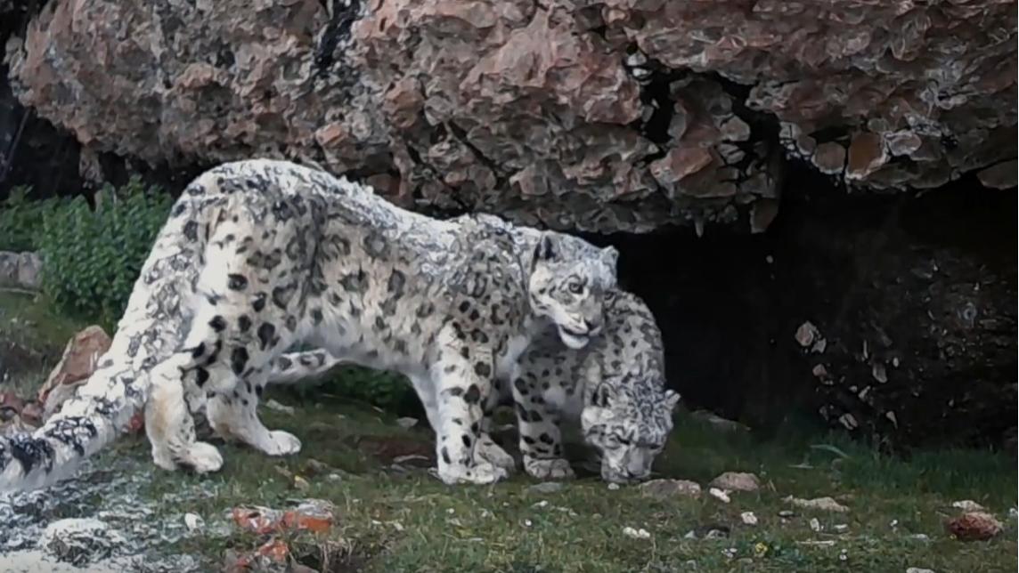 Highland Creatures: Where are the snow leopards