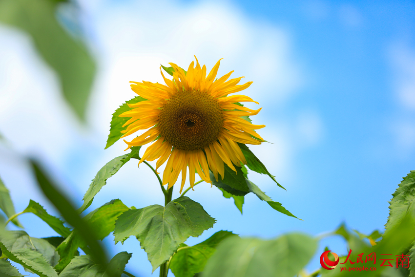 Sunflower fields in full bloom radiate warmth and charm in Dali, SW China's Yunnan