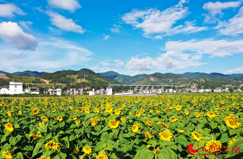 Sunflower fields in full bloom radiate warmth and charm in Dali, SW China's Yunnan