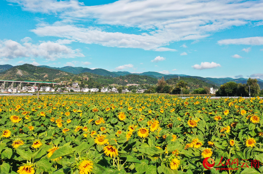 Sunflower fields in full bloom radiate warmth and charm in Dali, SW China's Yunnan